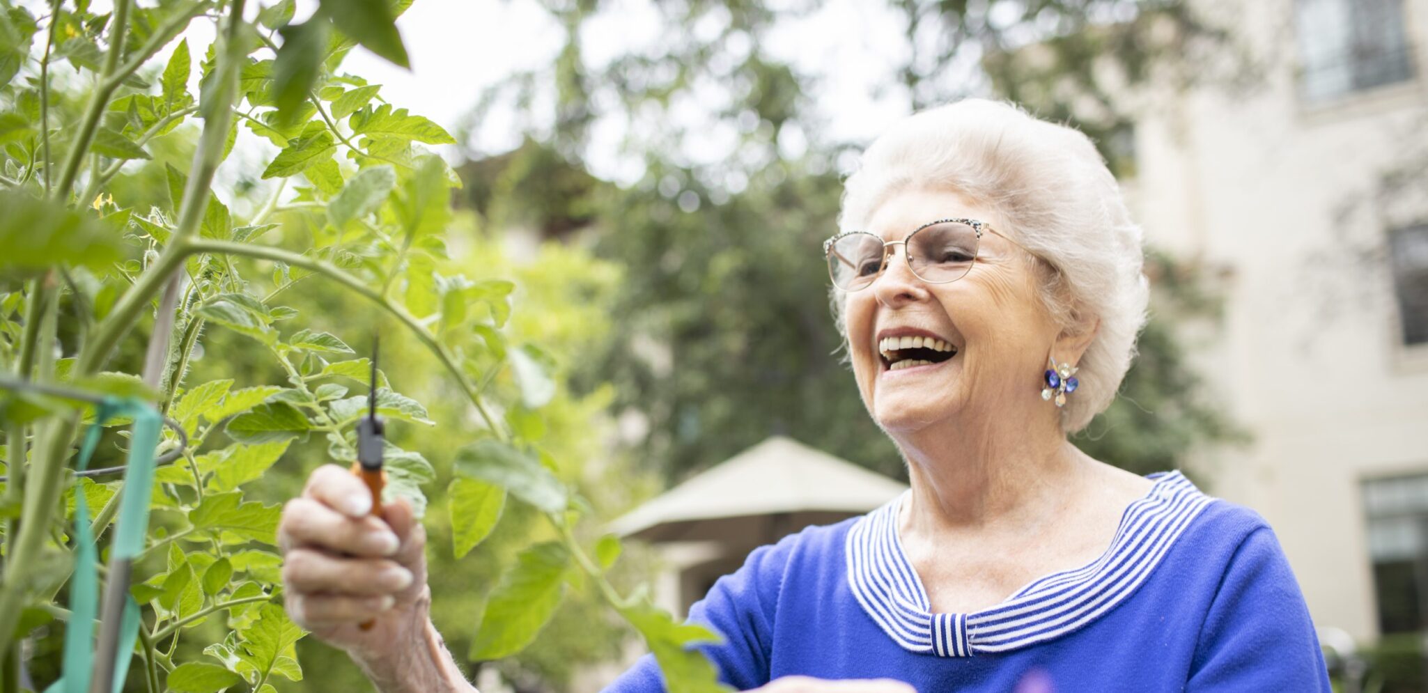 Senior woman in the garden trimming plants