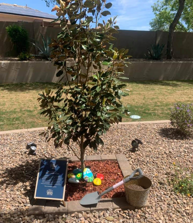 A serene tree with a bird feeder, shovel, and birdbath, creating a peaceful haven for feathered friends.