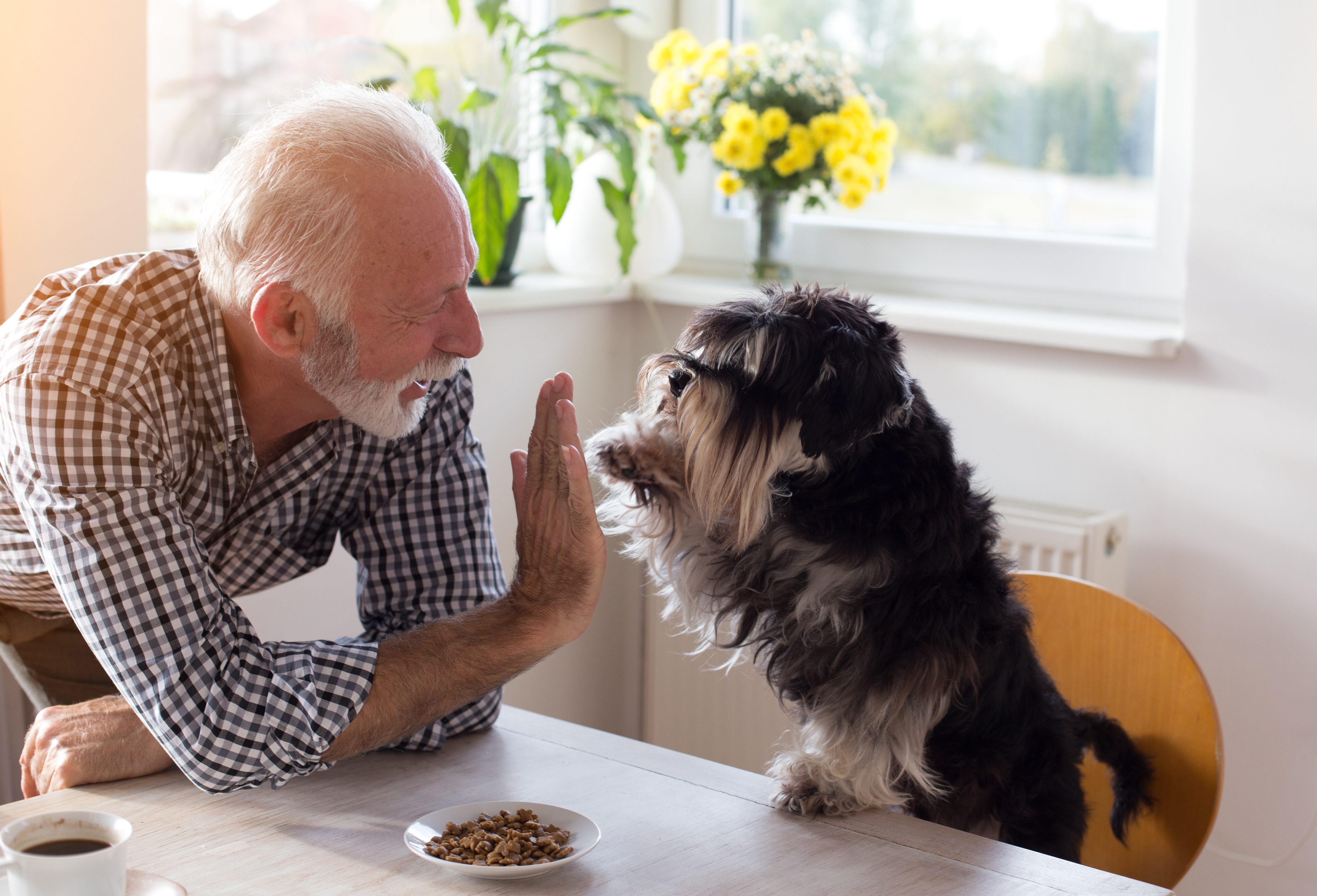 senior man giving a high five to a dog