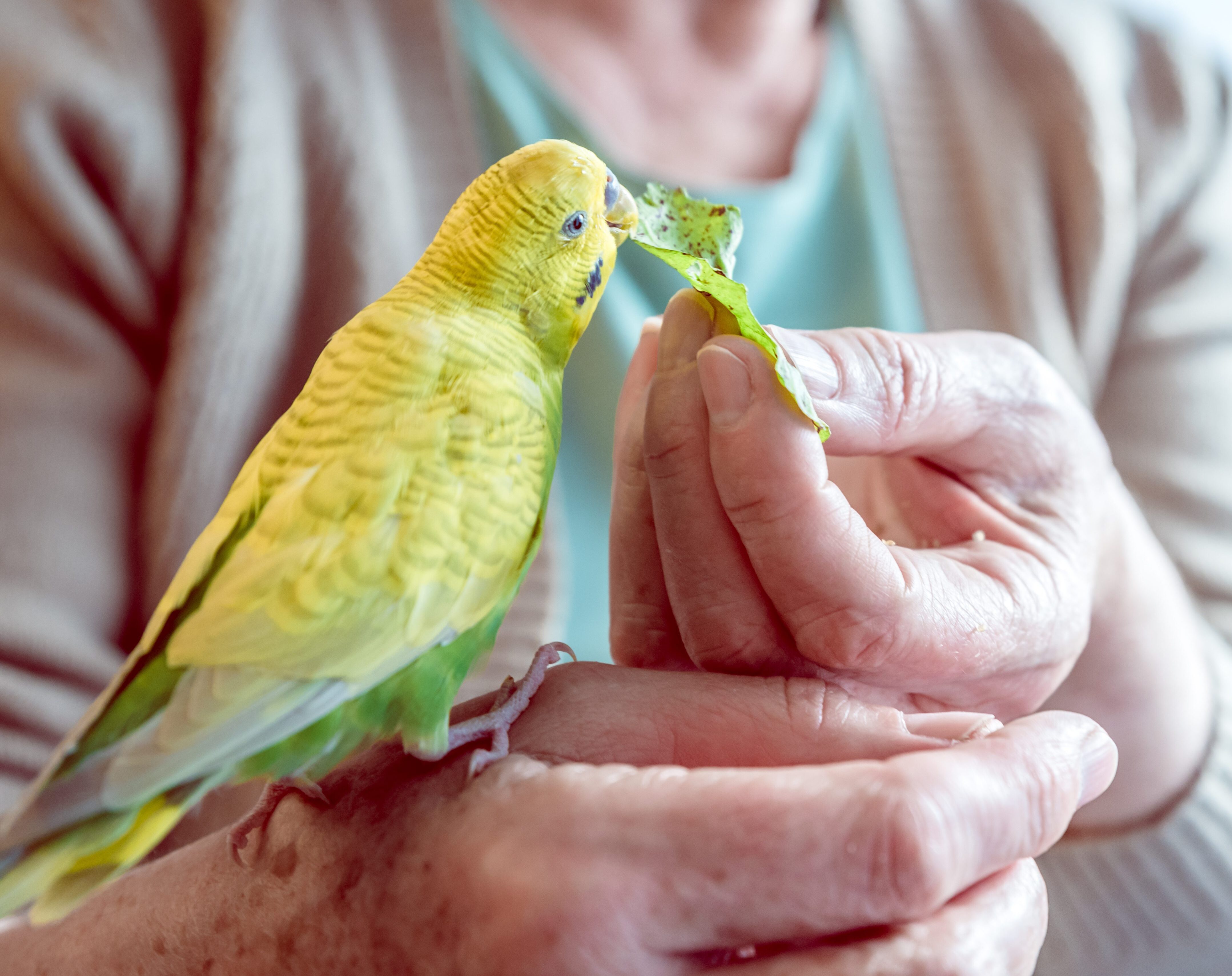 bird eating a leaf